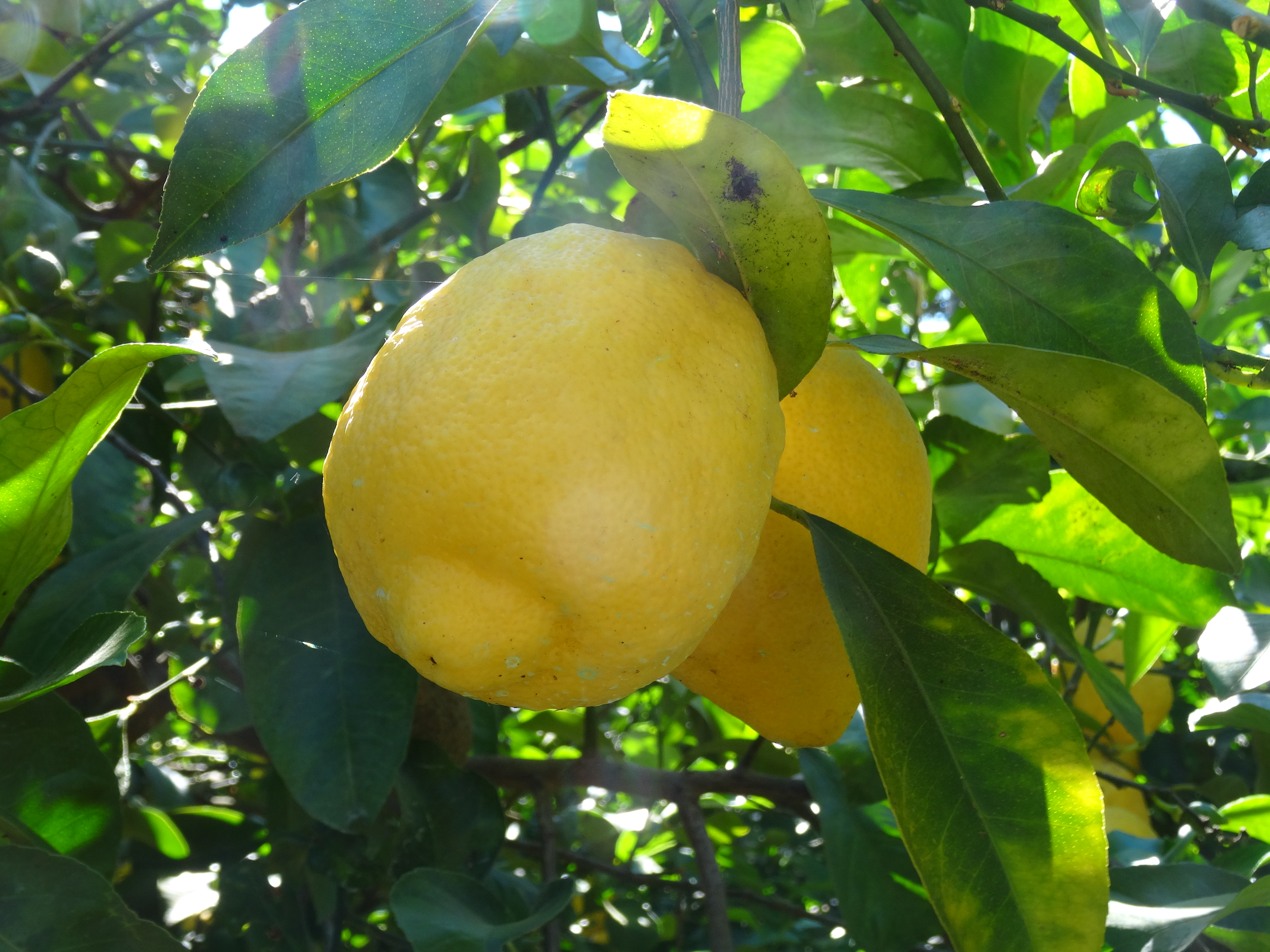 Sorrento11-06-2017 (34)